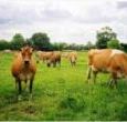 self-catering holiday cotatges in Bedfordshire near Leighton Buzzard