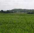 Enjoy spotting badgers, foxes, deer and other regular visitors to this country cottage near Warwick