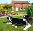 Farm Dogs