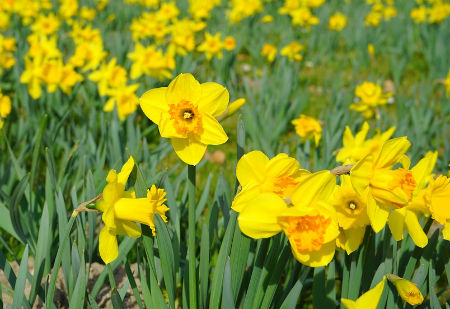 Spring Daffodils