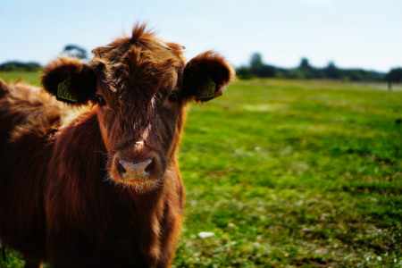 Cow next to field