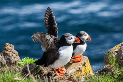 Beautiful puffins