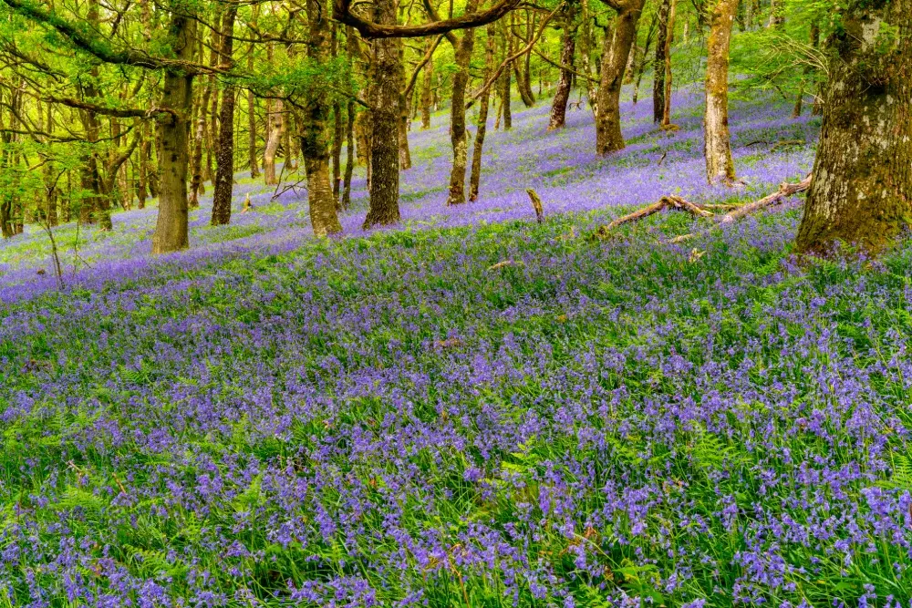 Bluebell woods in Chilterns