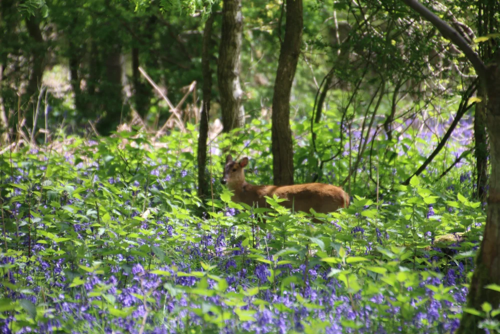 Deer at Ashridge estate