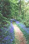 English Country Cottages , Bluebells in May