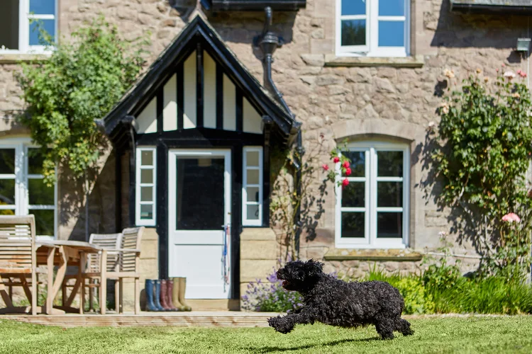 Best dog-friendly retreats