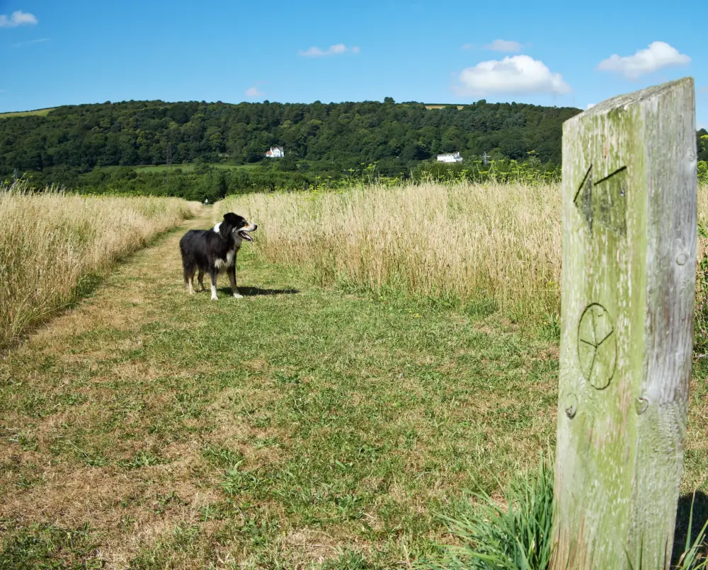 Dog-friendly paths