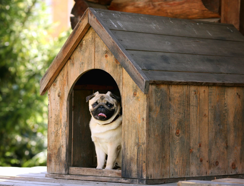 Dog kennel