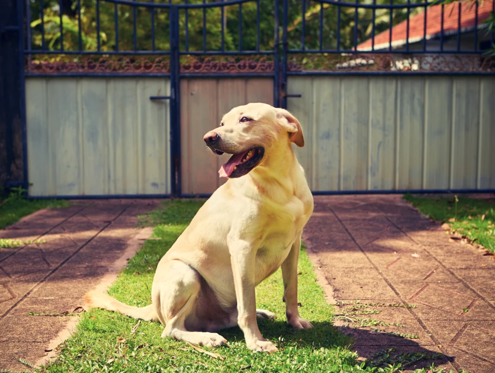 Dog secure garden