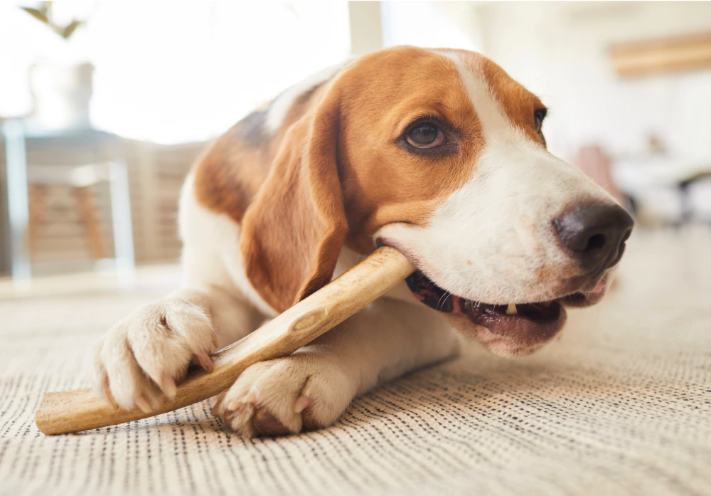 Dog with bone