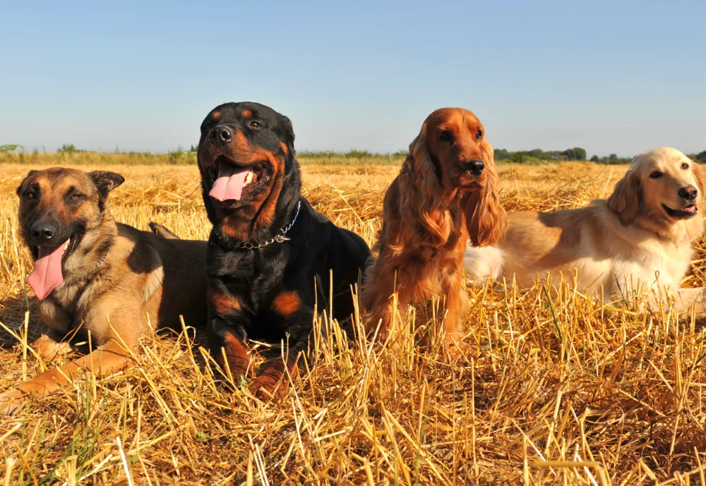 Multiple dogs holidaying together