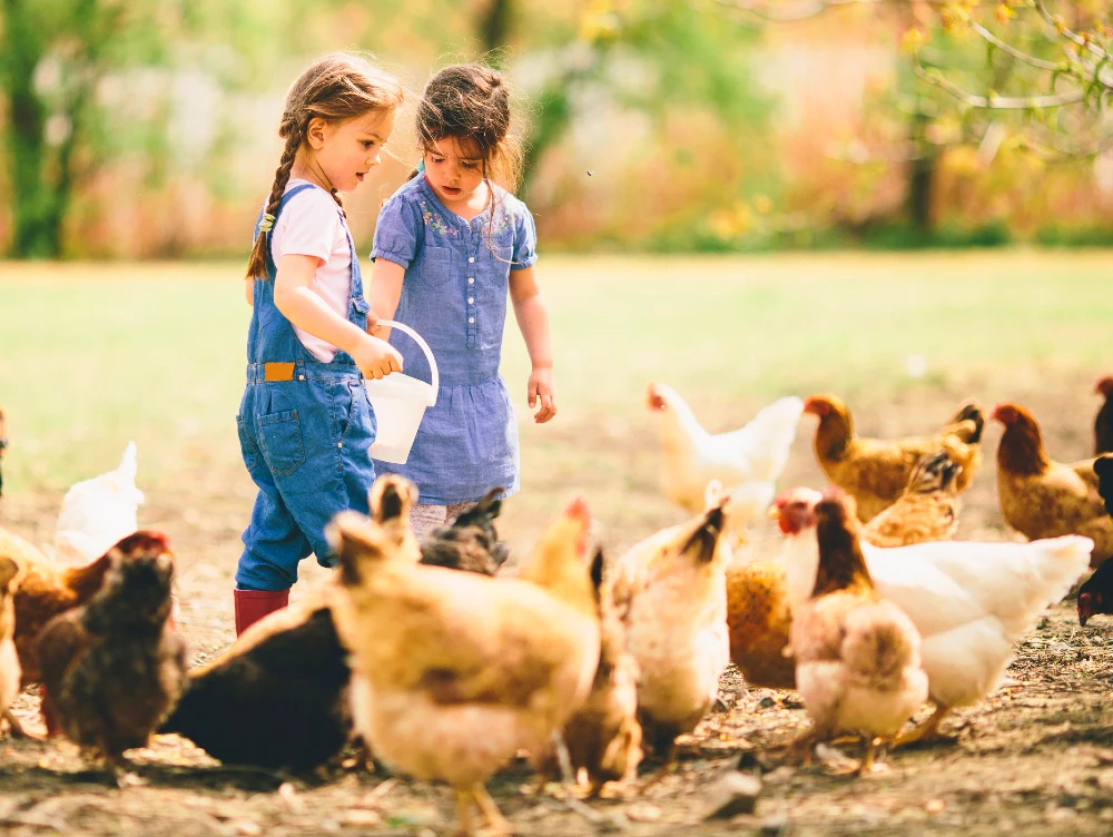 Children feeding chickens on farm