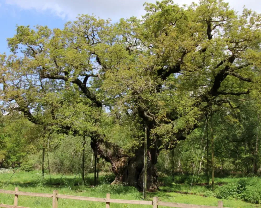 Great Oak, Sherwood Forest