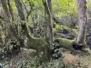 Saddlers Cottage, Berllandeg Farm - thumbnail photo 34