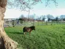 Saddlers Cottage, Berllandeg Farm - thumbnail photo 32