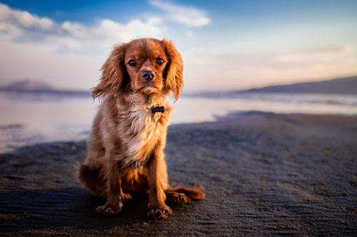 does skegness beach allow dogs