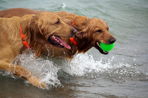 Pet Friendly Coastal Holiday Cottages In Suffolk Dogs Welcome